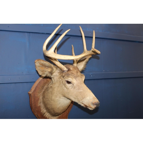 751 - Taxidermy stags head mounted on carved wooden plaque with coat and hat rack {H 67cm x W 20cm x D 60c... 