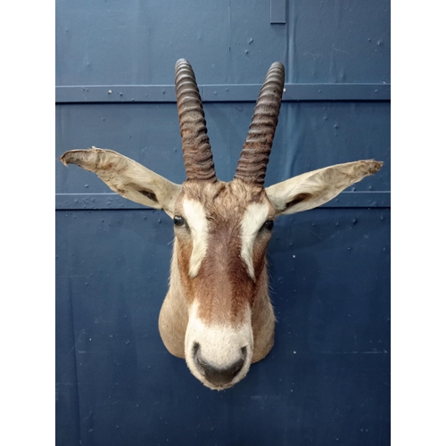 763 - Taxidermy gazelle head {H 110cm x W 40cm x D 72cm } - NOT AVAILABLE TO VIEW IN PERSON