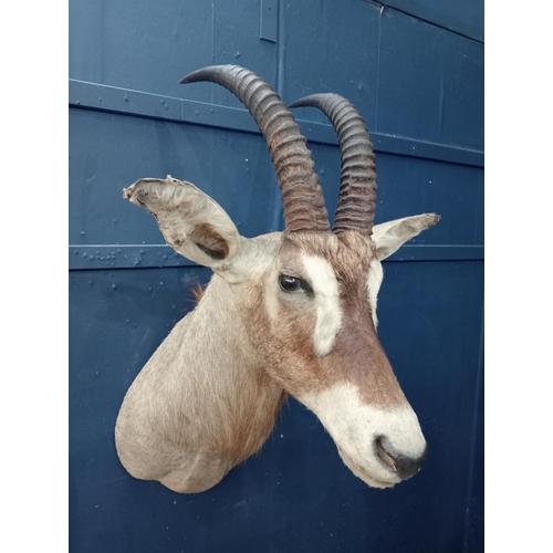 763 - Taxidermy gazelle head {H 110cm x W 40cm x D 72cm } - NOT AVAILABLE TO VIEW IN PERSON