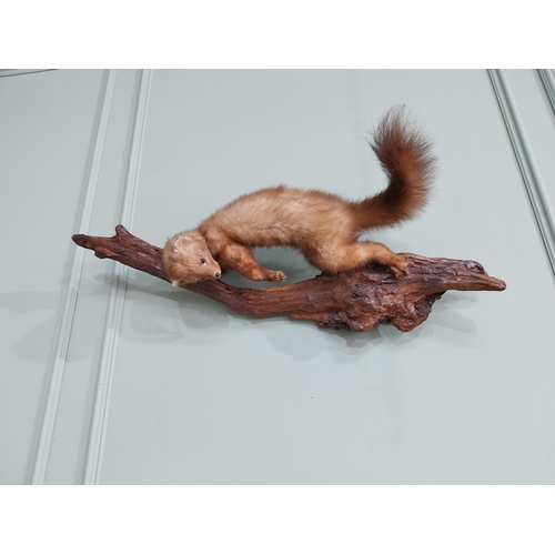 771 - Taxidermy Mink mounted on oak plinth {44 cm H x 84 cm W}.