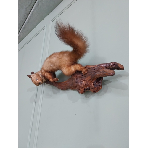 771 - Taxidermy Mink mounted on oak plinth {44 cm H x 84 cm W}.