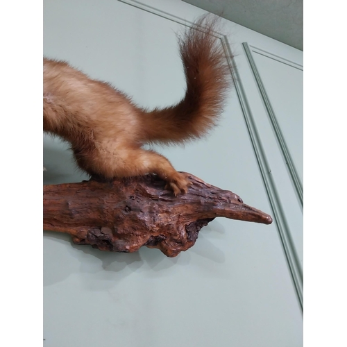 771 - Taxidermy Mink mounted on oak plinth {44 cm H x 84 cm W}.