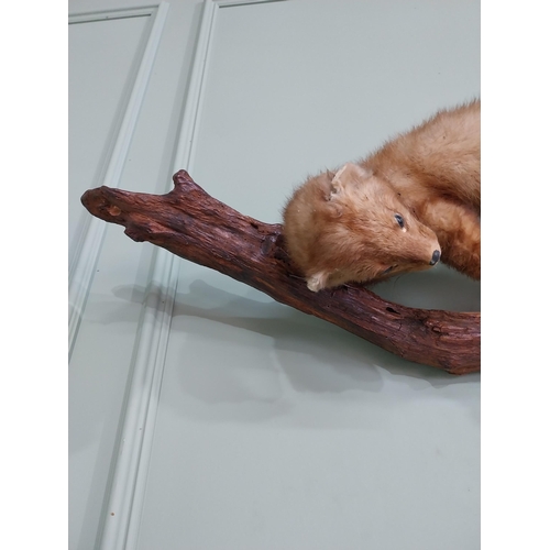 771 - Taxidermy Mink mounted on oak plinth {44 cm H x 84 cm W}.