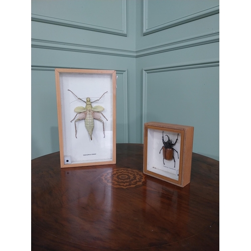 774 - Two framed taxidermy Beetles {30 cm H x 18 cm W and 15 cm H x 13 cm W}.