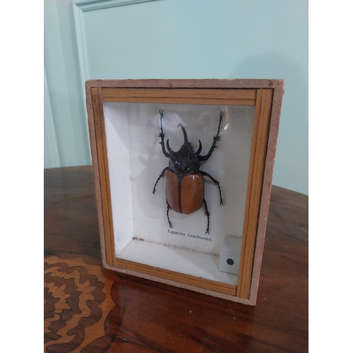 774 - Two framed taxidermy Beetles {30 cm H x 18 cm W and 15 cm H x 13 cm W}.