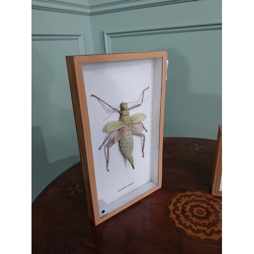 774 - Two framed taxidermy Beetles {30 cm H x 18 cm W and 15 cm H x 13 cm W}.