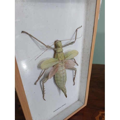 774 - Two framed taxidermy Beetles {30 cm H x 18 cm W and 15 cm H x 13 cm W}.