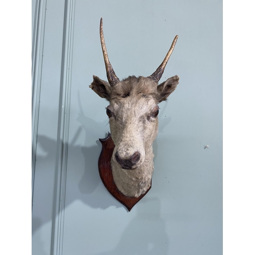 931 - 19th C. taxidermy Deer's head mounted on oak plaque {60 cm H x 45 cm W x 26 cm D}.