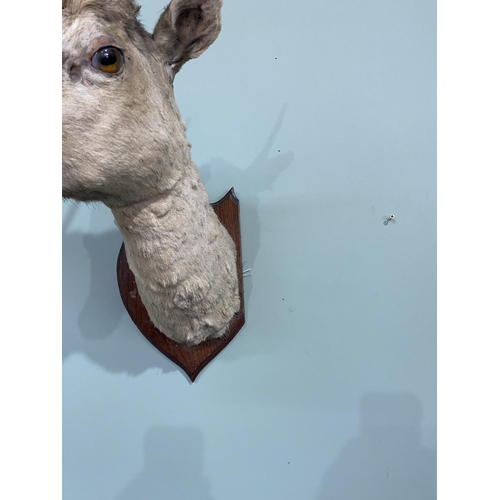 931 - 19th C. taxidermy Deer's head mounted on oak plaque {60 cm H x 45 cm W x 26 cm D}.