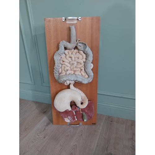 936 - 1950s Anatomical Doctors plaster digestive system model mounted on oak plinth {90 cm H x 40 cm W x 1... 