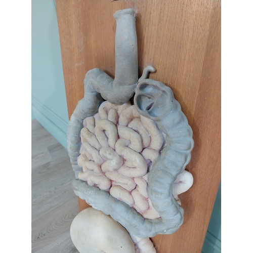 936 - 1950s Anatomical Doctors plaster digestive system model mounted on oak plinth {90 cm H x 40 cm W x 1... 