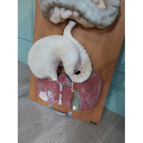 936 - 1950s Anatomical Doctors plaster digestive system model mounted on oak plinth {90 cm H x 40 cm W x 1... 