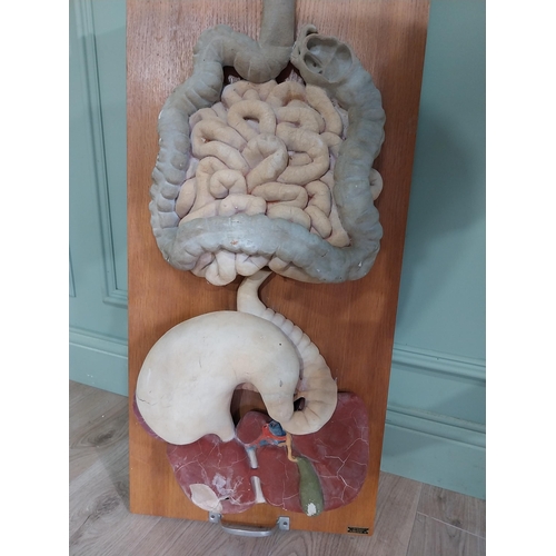 936 - 1950s Anatomical Doctors plaster digestive system model mounted on oak plinth {90 cm H x 40 cm W x 1... 