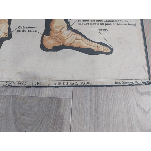 2073 - Two early 20th C. Anatomical medical charts {116 cm H x 47 cm W and 59 cm H x 47 cm W}.