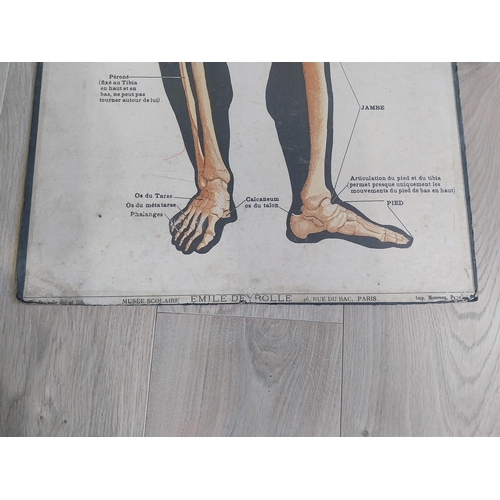 2073 - Two early 20th C. Anatomical medical charts {116 cm H x 47 cm W and 59 cm H x 47 cm W}.