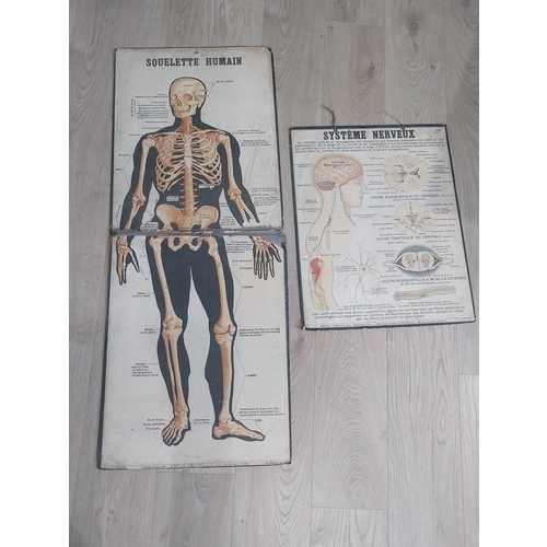 2073 - Two early 20th C. Anatomical medical charts {116 cm H x 47 cm W and 59 cm H x 47 cm W}.