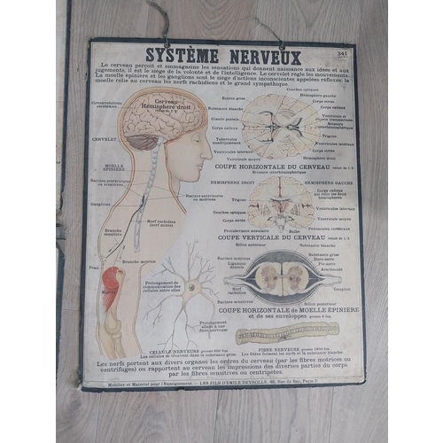 2073 - Two early 20th C. Anatomical medical charts {116 cm H x 47 cm W and 59 cm H x 47 cm W}.