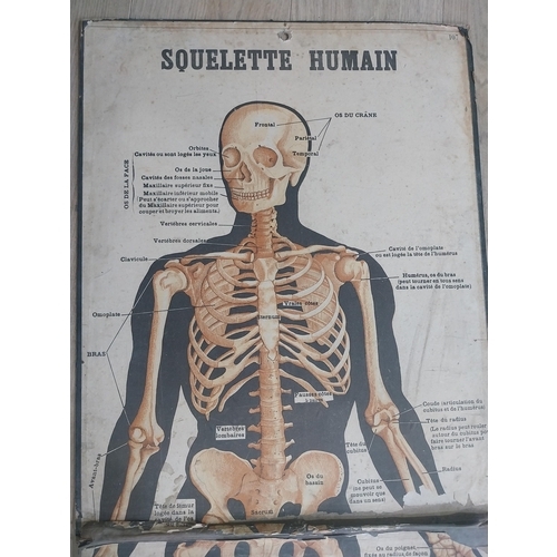 2073 - Two early 20th C. Anatomical medical charts {116 cm H x 47 cm W and 59 cm H x 47 cm W}.