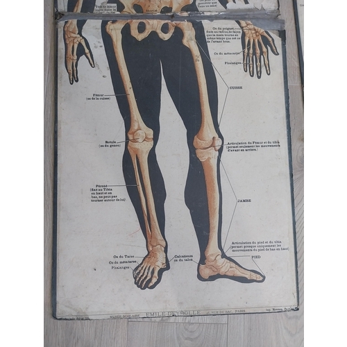 2073 - Two early 20th C. Anatomical medical charts {116 cm H x 47 cm W and 59 cm H x 47 cm W}.