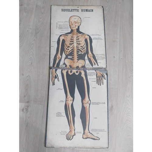 2073 - Two early 20th C. Anatomical medical charts {116 cm H x 47 cm W and 59 cm H x 47 cm W}.