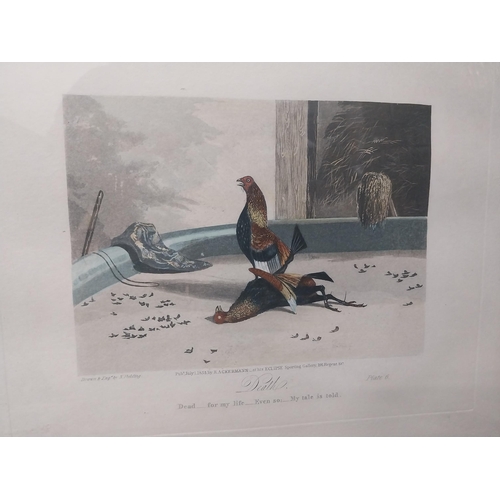 2151 - Set of six 19th C. Cock Fighting prints {33 cm H x 37 cm W}.