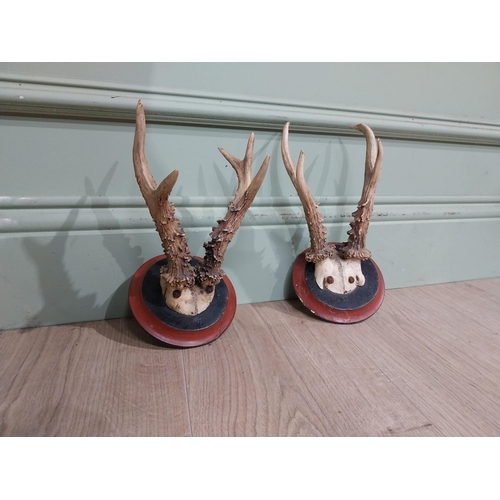 399 - Pair of deer antlers mounted on mahogany plaques. {22 cm H x 13 cm W x 18 cm D}.