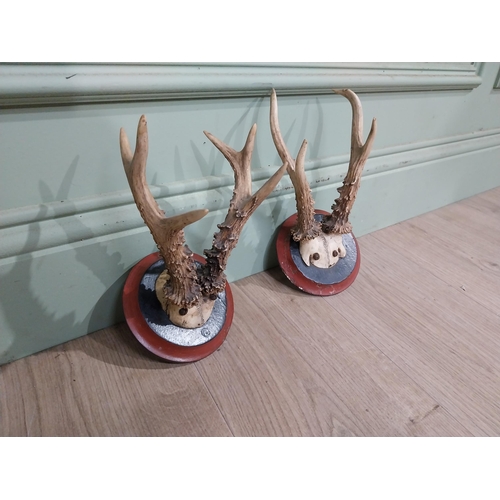 399 - Pair of deer antlers mounted on mahogany plaques. {22 cm H x 13 cm W x 18 cm D}.