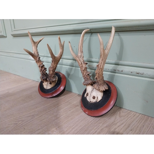 399 - Pair of deer antlers mounted on mahogany plaques. {22 cm H x 13 cm W x 18 cm D}.