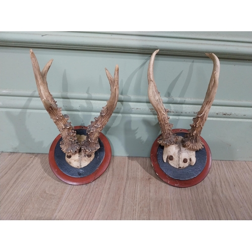 399 - Pair of deer antlers mounted on mahogany plaques. {22 cm H x 13 cm W x 18 cm D}.