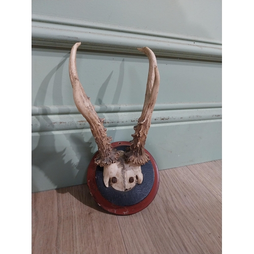 399 - Pair of deer antlers mounted on mahogany plaques. {22 cm H x 13 cm W x 18 cm D}.