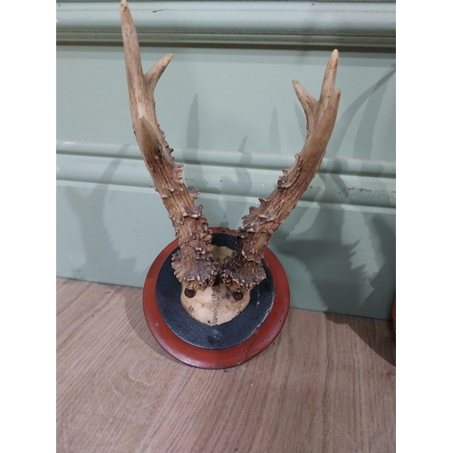 399 - Pair of deer antlers mounted on mahogany plaques. {22 cm H x 13 cm W x 18 cm D}.