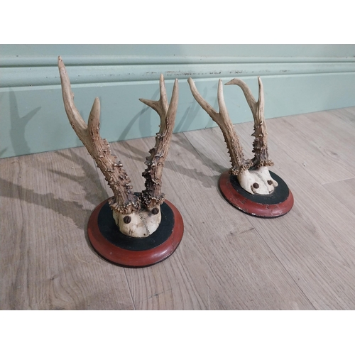 399 - Pair of deer antlers mounted on mahogany plaques. {22 cm H x 13 cm W x 18 cm D}.