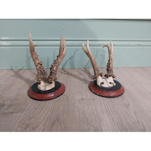 399 - Pair of deer antlers mounted on mahogany plaques. {22 cm H x 13 cm W x 18 cm D}.