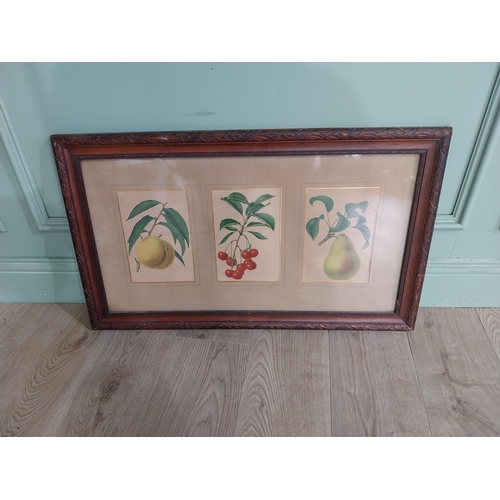 86 - Early 20th C. Coloured botanical print of Fruits mounted in oak frame. {47 cm H x 81 cm W}.