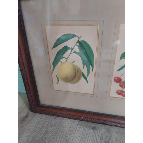 86 - Early 20th C. Coloured botanical print of Fruits mounted in oak frame. {47 cm H x 81 cm W}.