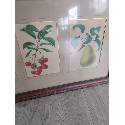 86 - Early 20th C. Coloured botanical print of Fruits mounted in oak frame. {47 cm H x 81 cm W}.