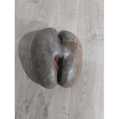 124 - Coco De Mer of naturally patinated organic form Praslin or Curieuse Islands Seychelles. {36 cm h x 2... 