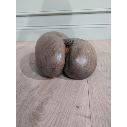 124 - Coco De Mer of naturally patinated organic form Praslin or Curieuse Islands Seychelles. {36 cm h x 2... 