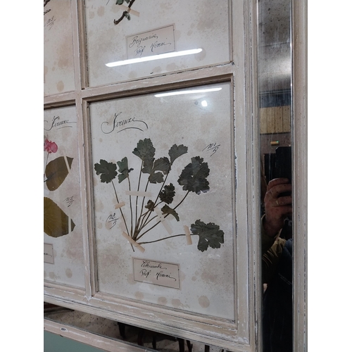 153 - Italian pressed flowers mounted in painted pine and mirrored frame. {102 cm H x 80 cm W}