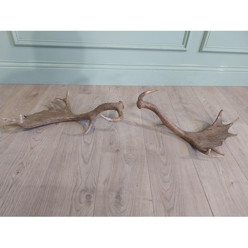 424 - Pair of resin Stag antlers. {50 cm H x 47 cm W}.