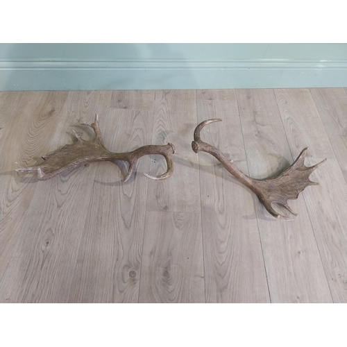 424 - Pair of resin Stag antlers. {50 cm H x 47 cm W}.