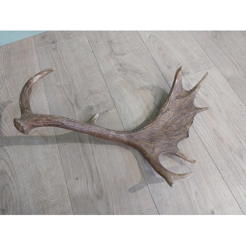 424 - Pair of resin Stag antlers. {50 cm H x 47 cm W}.