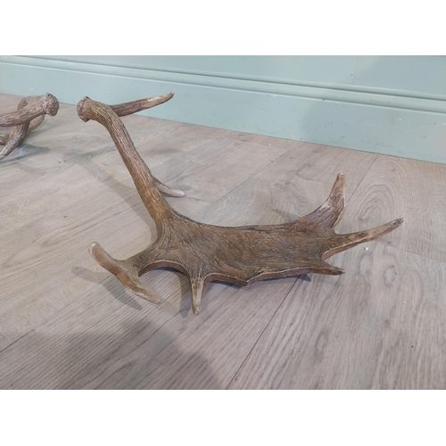 424 - Pair of resin Stag antlers. {50 cm H x 47 cm W}.