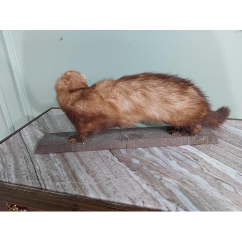 581 - Two taxidermy model of Weasel and Mink on wooden plinths. {29 cm H x 54 cm W x 24 cm D} and {60 cm H... 