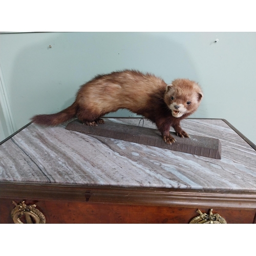 581 - Two taxidermy model of Weasel and Mink on wooden plinths. {29 cm H x 54 cm W x 24 cm D} and {60 cm H... 