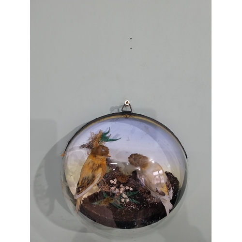 588 - Rare Edwardian pair of taxidermy canaries in domed frame. {24 cm H x 10 cm W}.