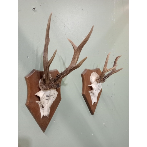 589 - Pair of stag antlers on plaques dated 1983-1986 . {47cm x W 15cm x D 22cm}.  NOT AVAILABLE TO VIEW I... 