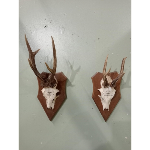 589 - Pair of stag antlers on plaques dated 1983-1986 . {47cm x W 15cm x D 22cm}.  NOT AVAILABLE TO VIEW I... 