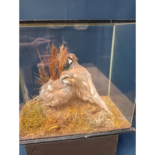 67 - Taxidermy pair of red legged partridges in glazed case.  {H 423cm x W 51cm x D 27cm}. NOT AVAILABLE ... 