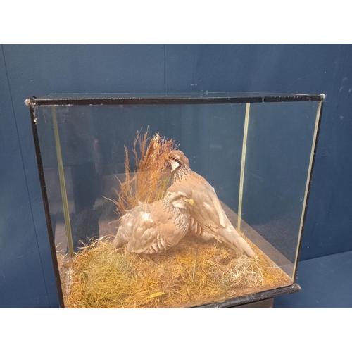 67 - Taxidermy pair of red legged partridges in glazed case.  {H 423cm x W 51cm x D 27cm}. NOT AVAILABLE ... 